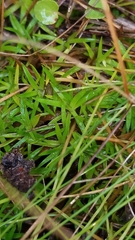 Lachnocaulon digynum