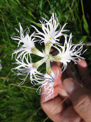 Dianthus superbus alpestris