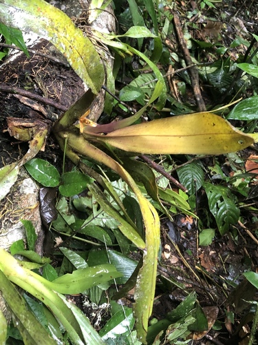 Maxillaria discolor, photograph 6