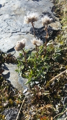 Antennaria alpina