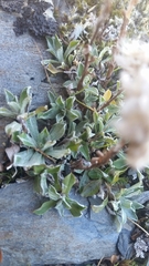 Antennaria alpina