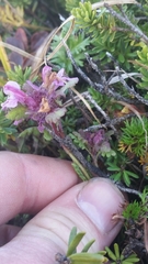Pedicularis ornithorhynchos
