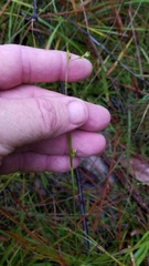 Scleria muehlenbergii