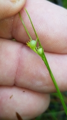 Scleria muehlenbergii