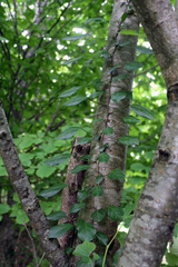 Hedera pastuchovii