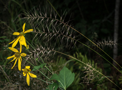 Elymus hystrix bigelovianus