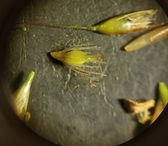 Rhynchospora macra
