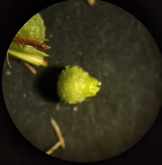 Scleria muehlenbergii