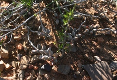 Adromischus filicaulis