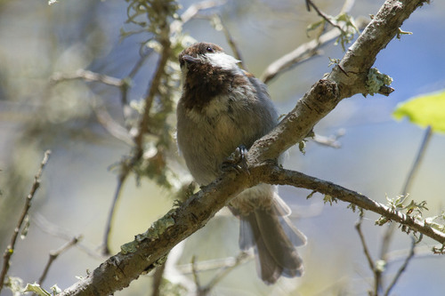 Chestnut-backed Chickadee, photo 7 of 9