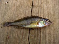 Gymnocephalus cernua