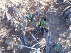 Adromischus filicaulis