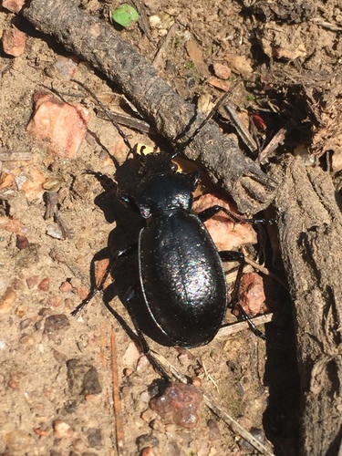 Bronze Ground Beetle photo 4