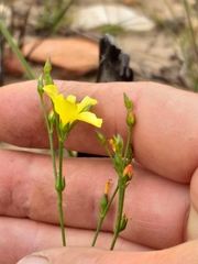 Linum thunbergii