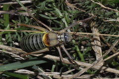 Lluciapomaresius asturiensis