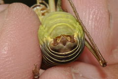 Lluciapomaresius asturiensis