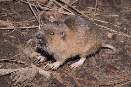 Fulvus Pocket Gopher