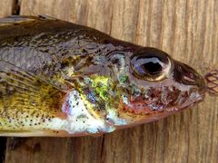 Gymnocephalus cernua