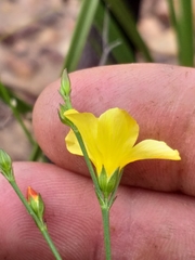 Linum thunbergii