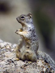 Rock Squirrel photo 2