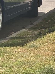 Passer domesticus