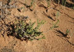 Crassula muricata