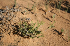 Crassula muricata