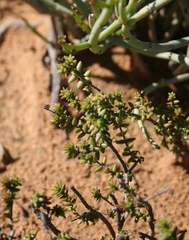 Crassula muricata