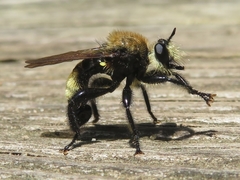 Laphria posticata