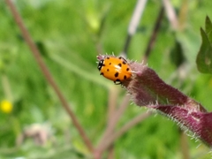 Hippodamia convergens