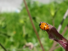 Hippodamia convergens