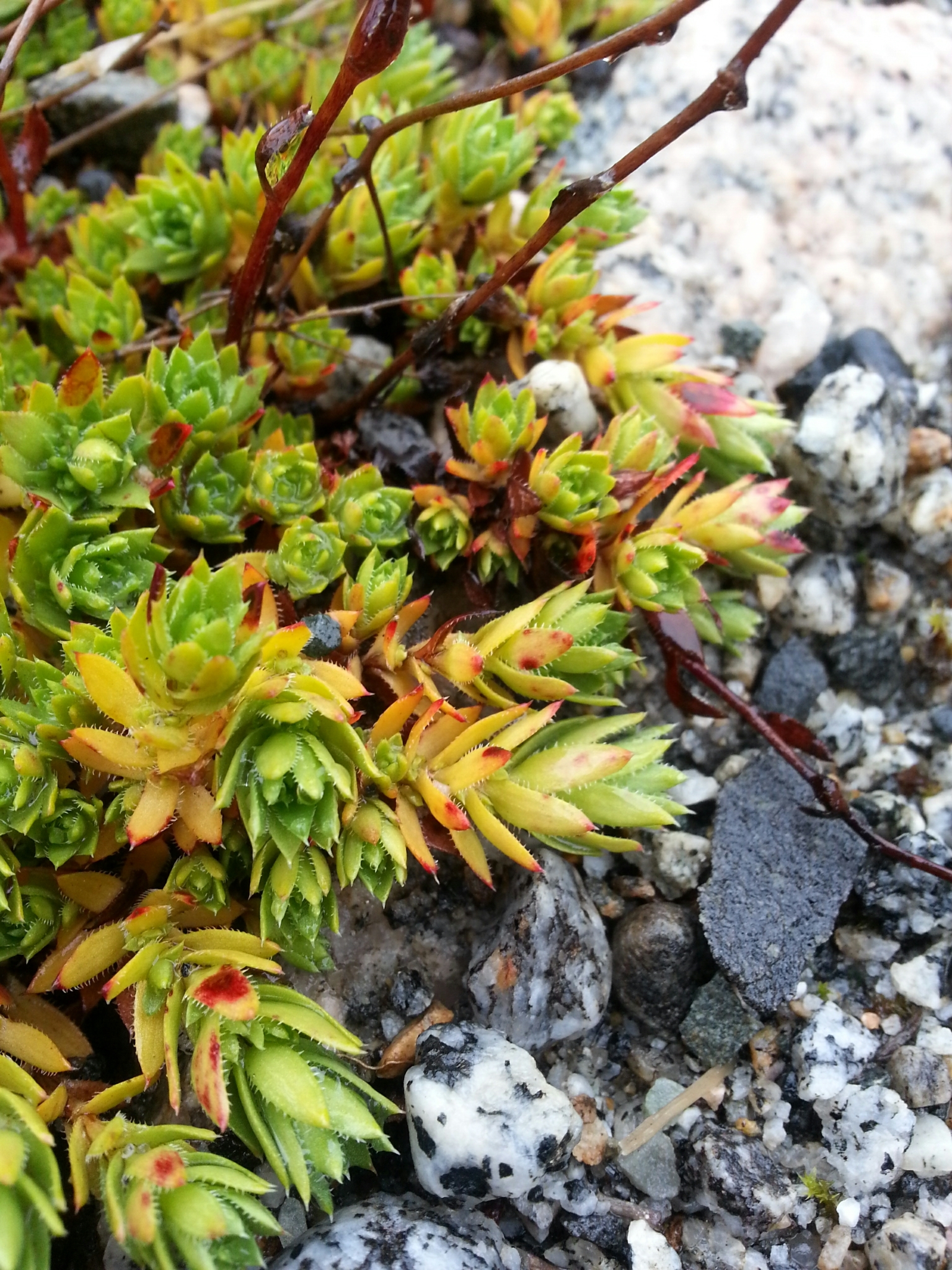 Saxifraga bronchialis ssp. funstonii