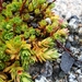 Funston's Saxifrage - Photo (c) Paul Norwood, some rights reserved (CC BY-NC), uploaded by Paul Norwood
