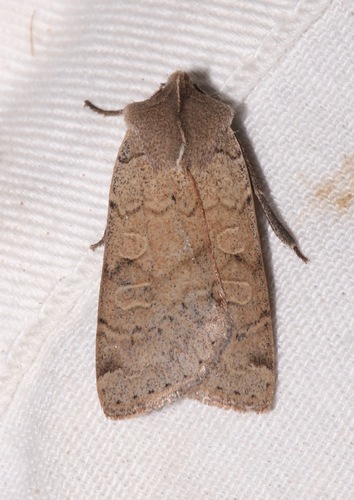 Richia chortalis