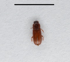 Tribolium castaneum