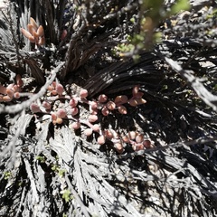Adromischus filicaulis