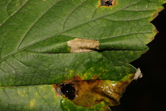 Phyllonorycter geniculella