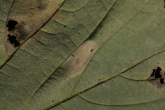 Phyllonorycter geniculella
