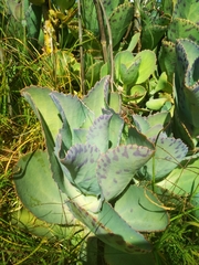 Kalanchoe marmorata