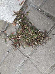 Persicaria tomentosa