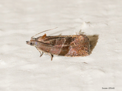 Evora hemidesma