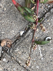 Persicaria tomentosa