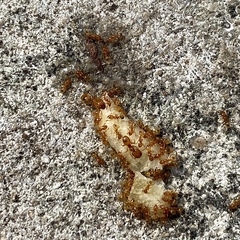 Pheidole tysoni