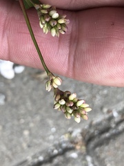 Persicaria tomentosa