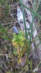 Gentiana platypetala