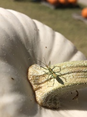 Zelus luridus