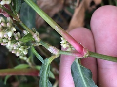 Persicaria tomentosa