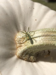 Zelus luridus