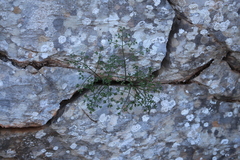 Hellenocarum multiflorum