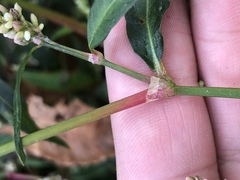 Persicaria tomentosa